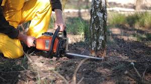 How Our Tree Care Process Works  in Randolph, NE