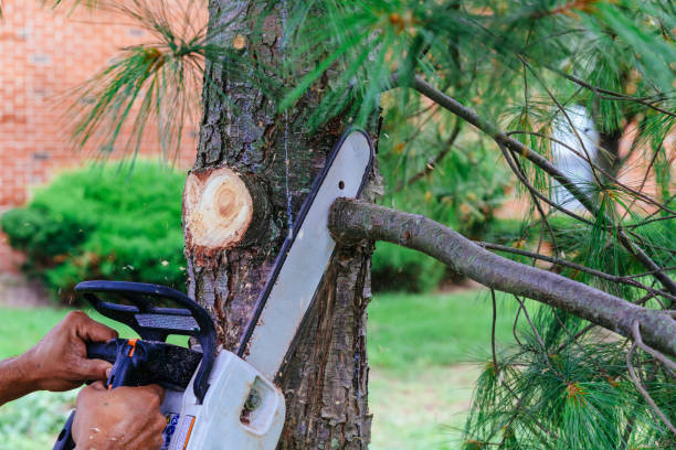 Best Tree Risk Assessment  in Randolph, NE